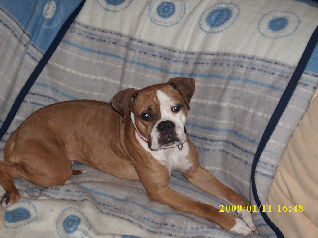 Hübsche Boxer-Mixhündin abzugeben! - Tierboersen - Magdeburg