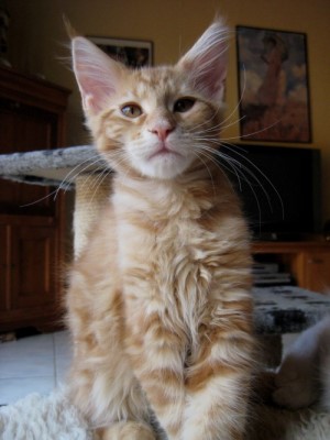 Maine Coon Kitten mit Stammbaum 14 Wochen - Katzen - Duisburg