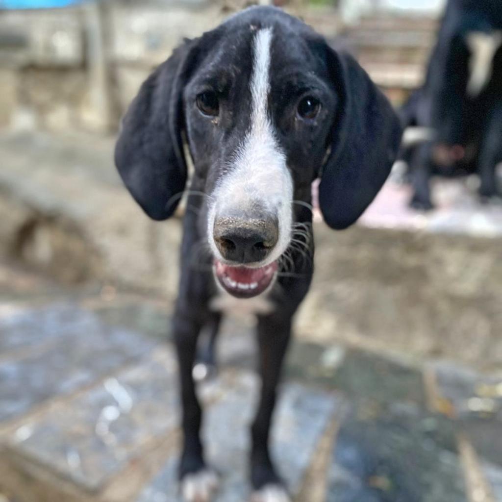 Lumpi Jagdhundmix - Hunde - Recklinghausen