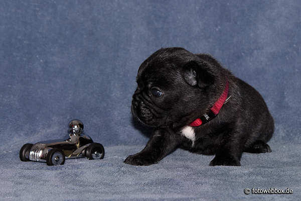 Französische Bulldoggen - Hunde - Breitenhagen