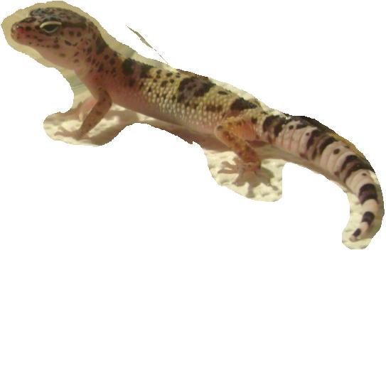 Leopardgecko NZ 2021 High Yellow x wildfarben - Reptilien - Hagen