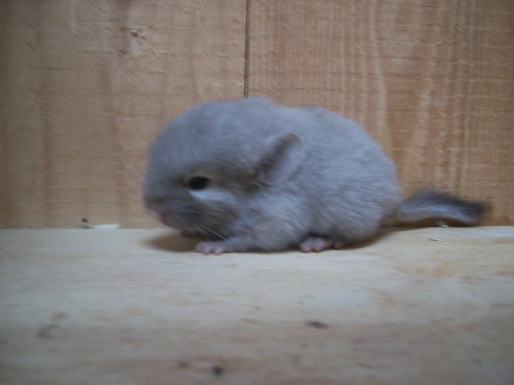 Junge Chinchillas aus Hobbyzucht - Nagetiere - Kirchdorf an der Amper