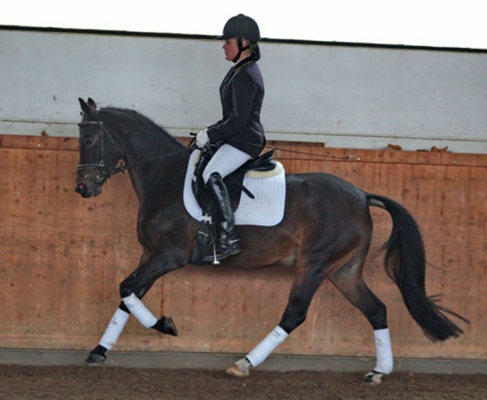 Deutsches Reitpony sucht eine neue Familie - Pferde - Brachwitz