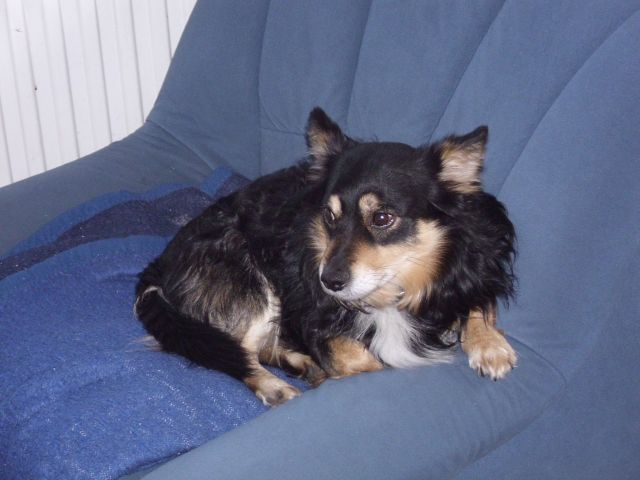 Mischlingsrüde sucht dringend ein neues Zuhause - Hunde - Kappeln