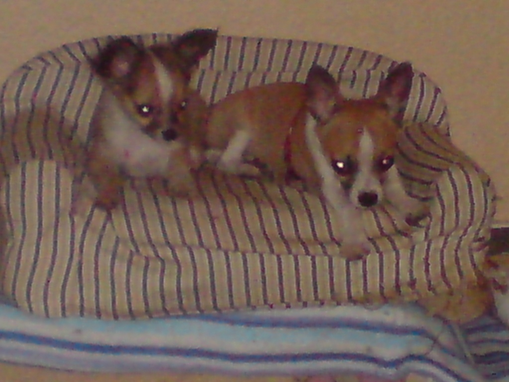 2 Chihuahua-Rüden - Tierboersen - Weimar