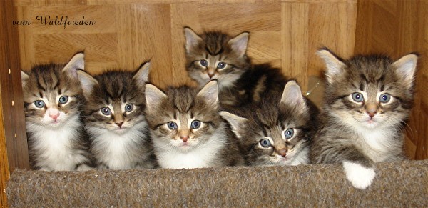 Norwegische Waldkatzen vom Waldfrieden - Katzen - Reichenbach Oberlausitz