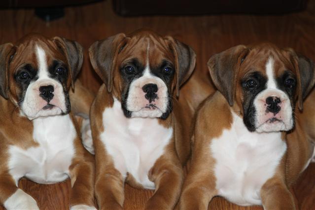Boxerwelpen aus Top-Verpaarung abzugeben! - Hunde - Anzeigenmarkt Salzkotten