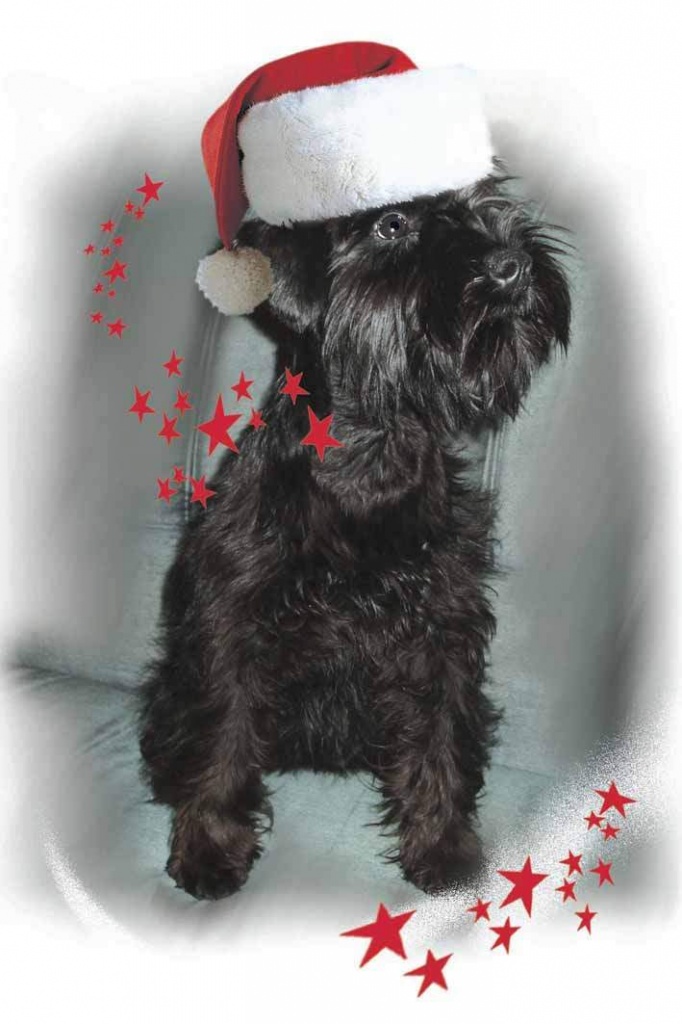 Elite Zwergschnauzer Welpen aus Belarus - Hunde - Minsk,Belarus