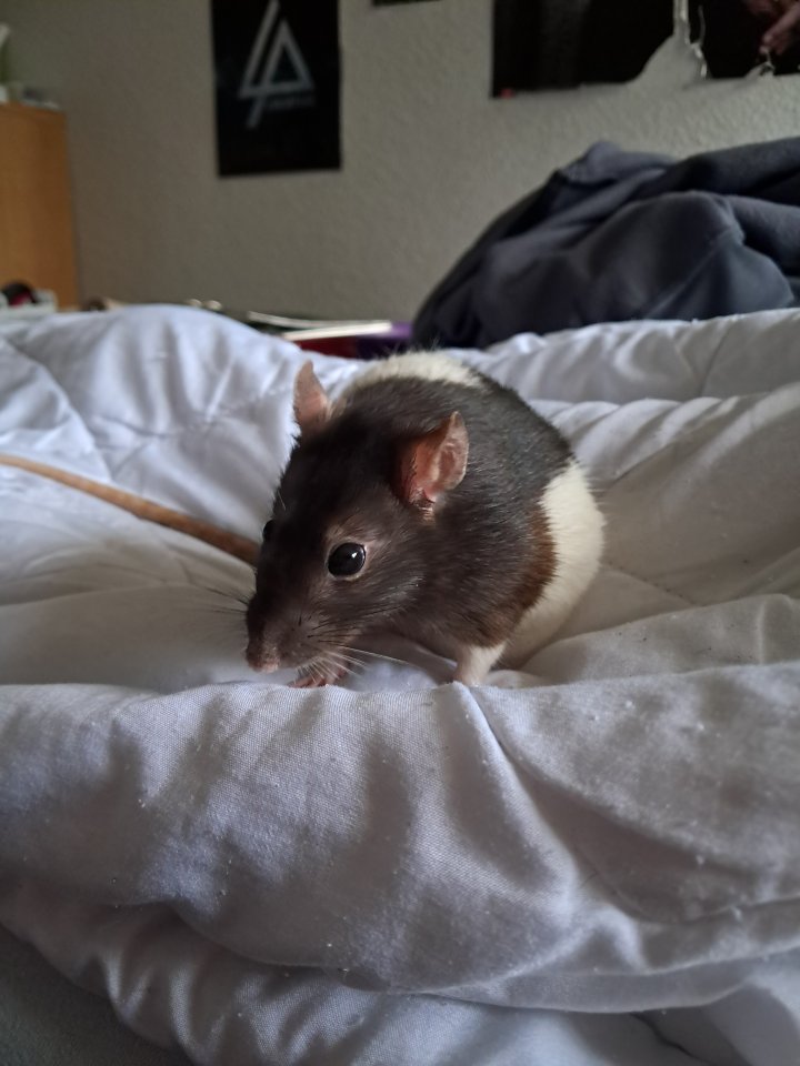 Ich suche 3 bis 4 weibliche ratten, bevorzugtes alter von 8 Wochen bis zu 6 Mona - Nagetiere - Garbsen