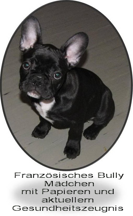 Französische Bulldoggen mit Papieren - Hunde - Ulrichstein