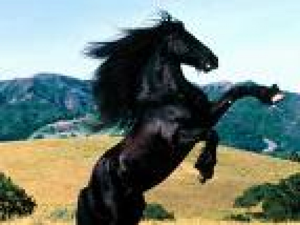 Suche reitbeteiligung in hannover - Pferde - Hannover