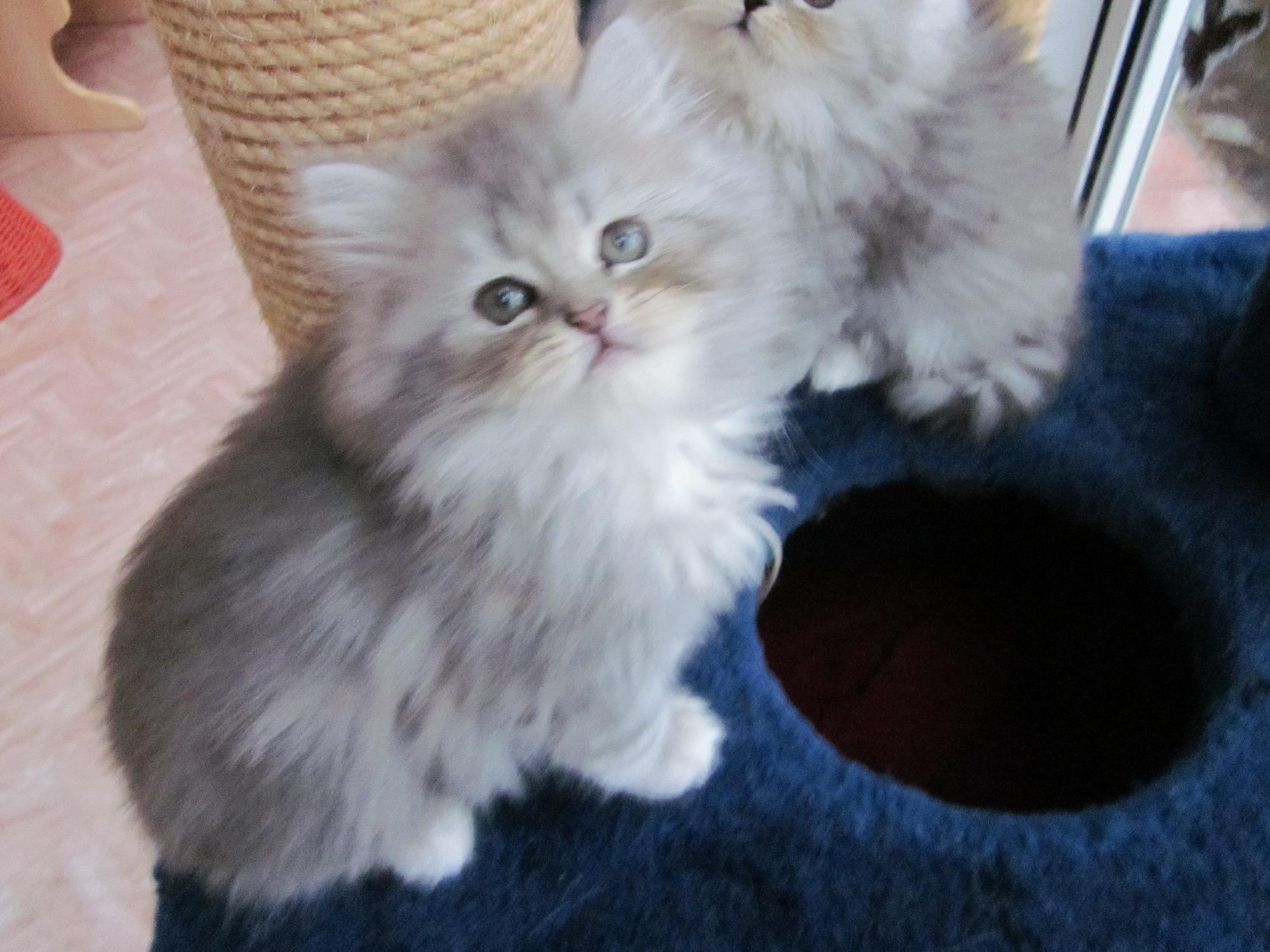 2 Reinrassige Perserbabys mit Nase Silver / Blue - Katzen - Pulheim