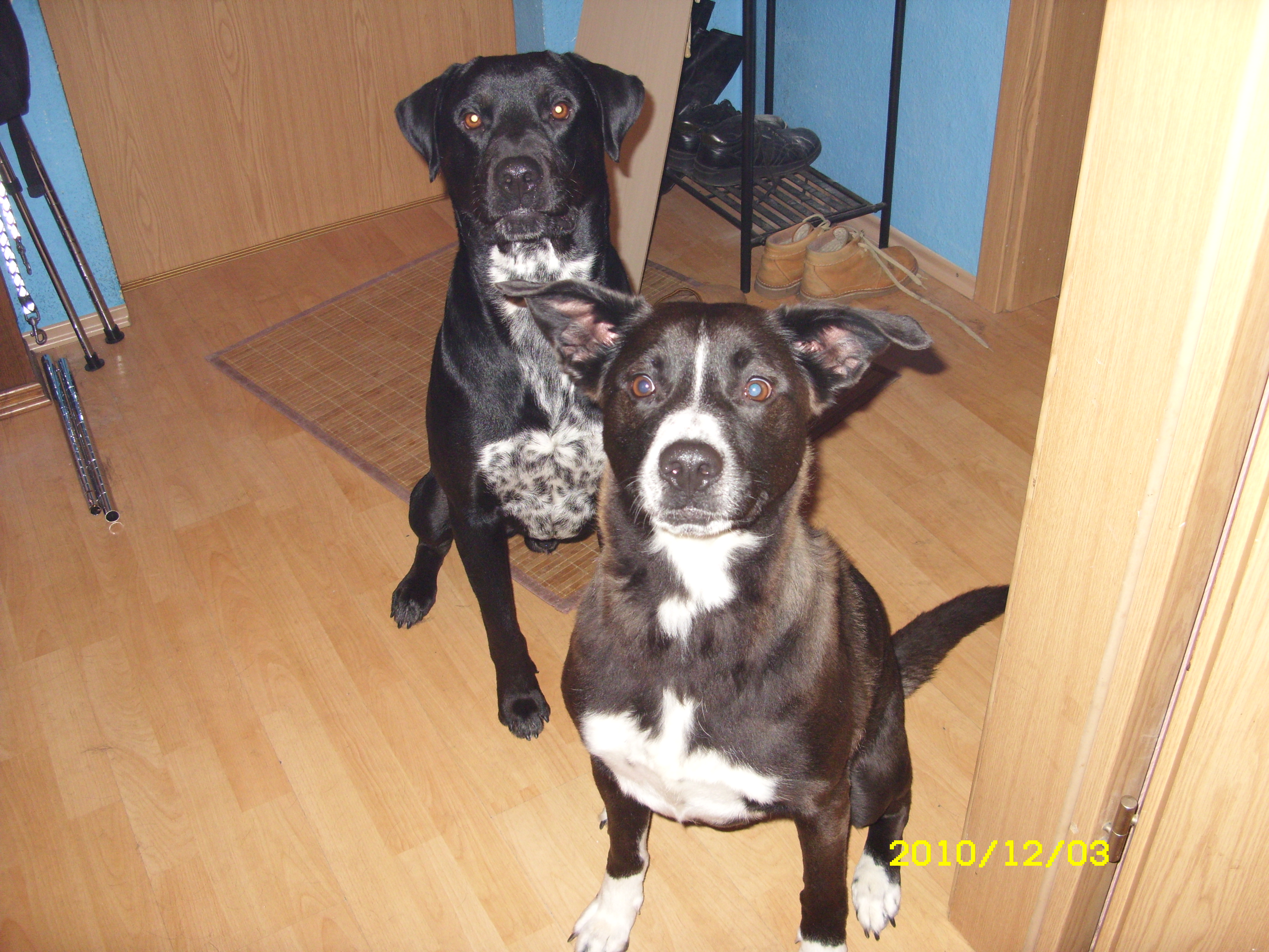 2 liebevolle Hunde in liebevolle Hände abzugeben - Hunde - Zangenberg