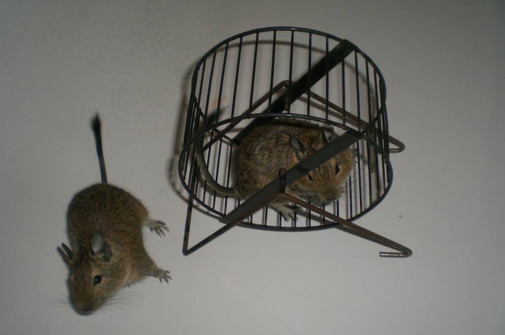 2 Degu-Männchen - Nagetiere - Burg