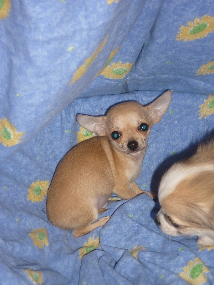 Mini Chihuahua Welpe - Hunde - Regensburg