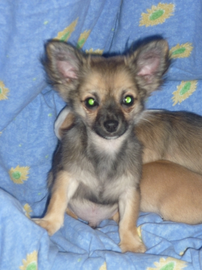 Chihuahua Welpe  Rüde sucht eine Liebevolle Familie - Hunde - Regensburg