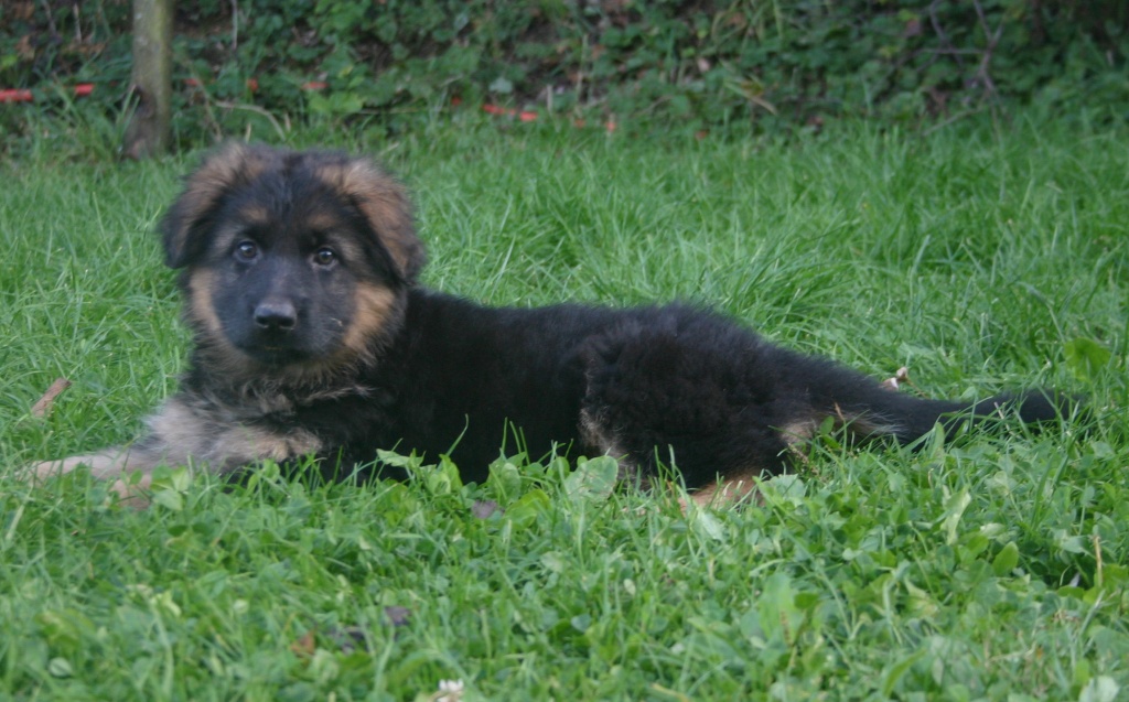 Langhaarschäferhundwelpen aus Auslesenachzucht - Hunde - Uehlfeld