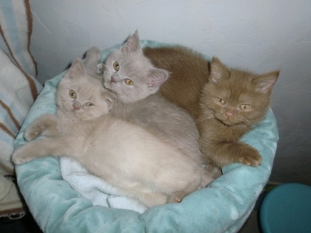 3 süße BKH Kitten 1Kater 2 Katzen Mädchen - Katzen - Köln