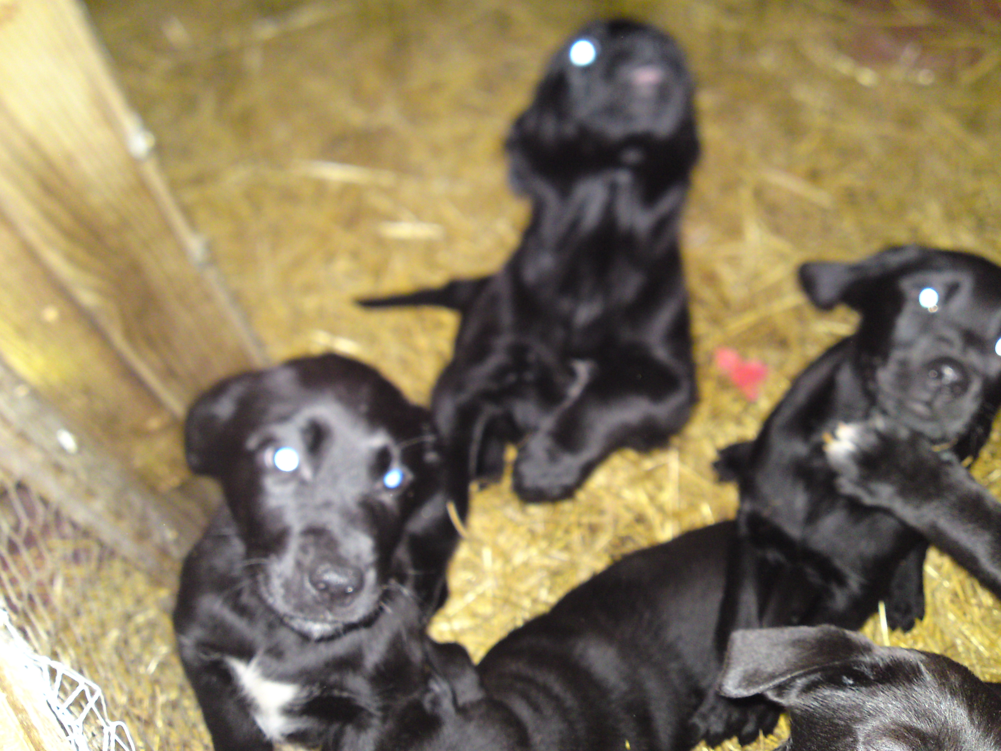 Labradormixwelpen - Hunde - Neuholland