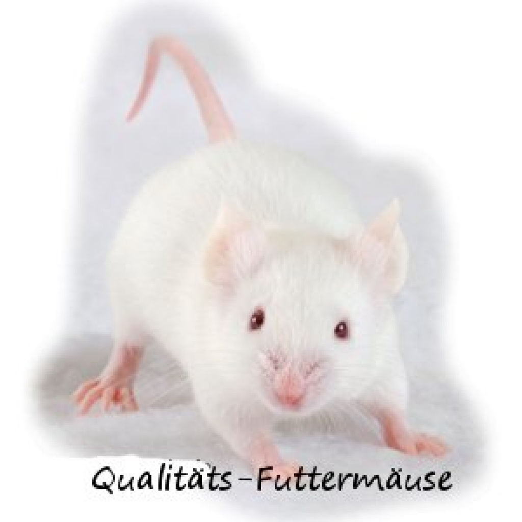 Qualitätsfuttermäuse - Nagetiere - Hagen