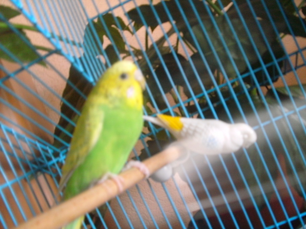 3 Wellensittiche mit Käfig zu verkaufen - Voegel - Herten