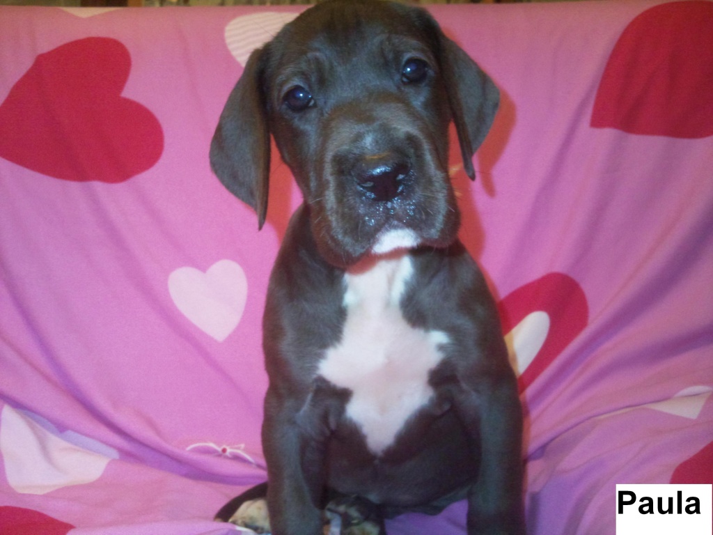 Deutsche Doggenwelpen - Hunde - Namborn