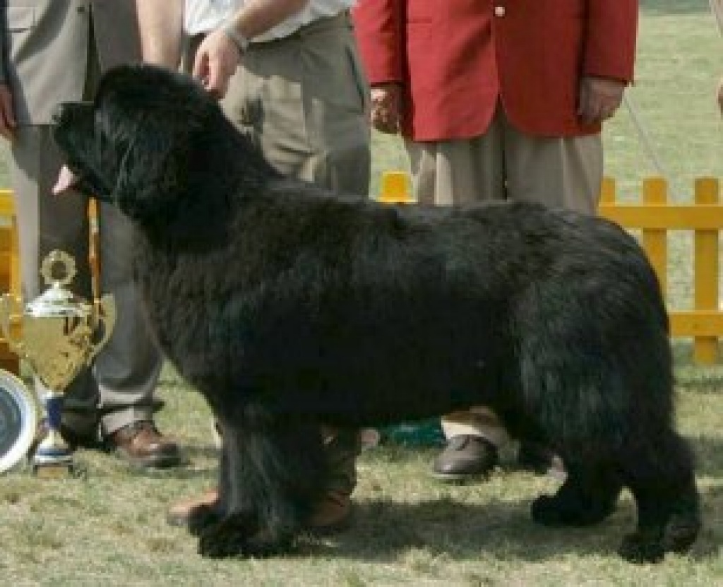 Neufundländer Welpen mit Papiere - Hunde - Jihlava
