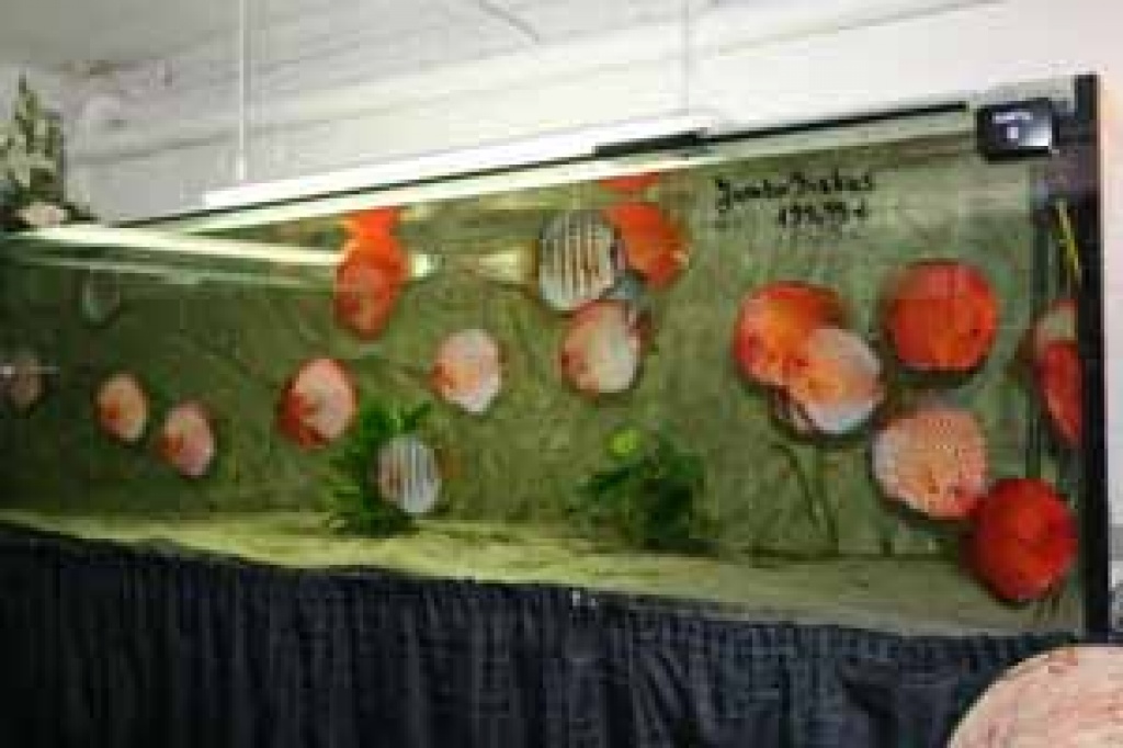Jumbo Diskus - Fische - Dortmund