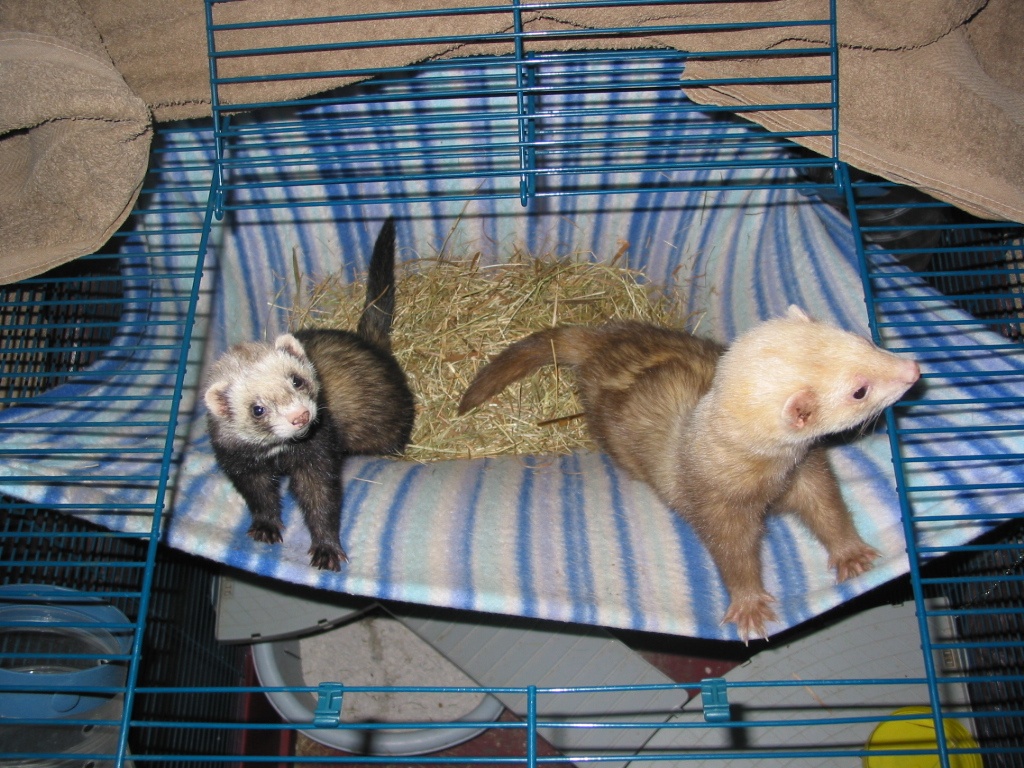 Suche 2 Frettchen - Zoohandlungen - Wolfsburg