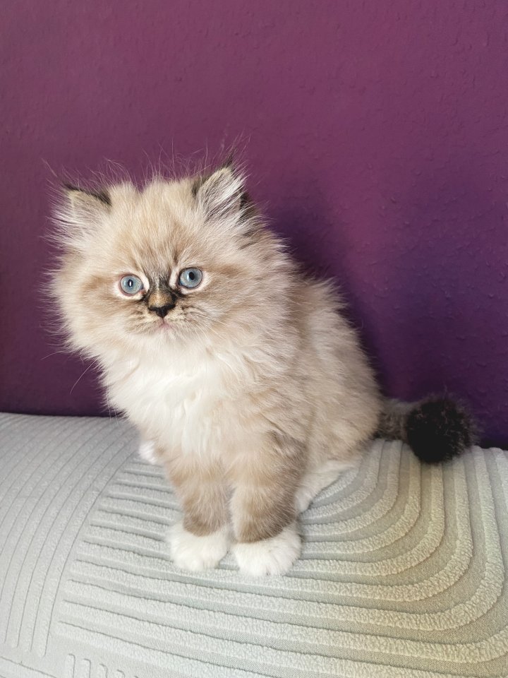 Reinrassige Perser Kitten - Katzen - Dresden