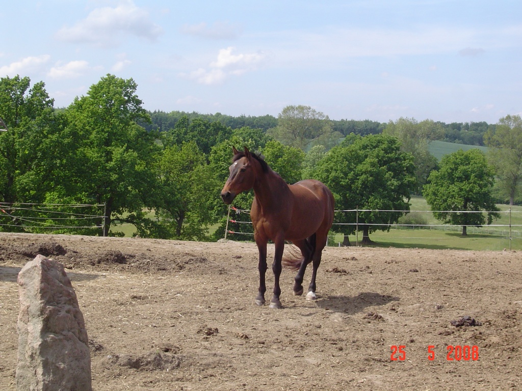Biete Reitbeteiligung - Pferde - Quarnbek
