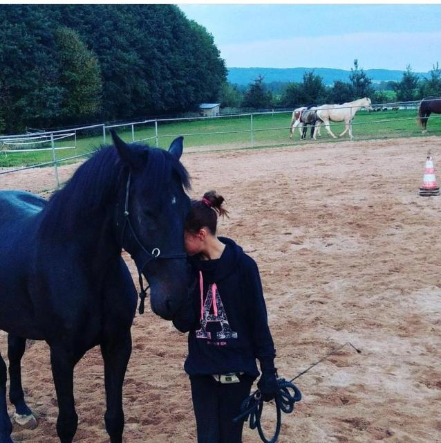 Suche Reitbeteiligung - Reitbeteiligung - Amberg 