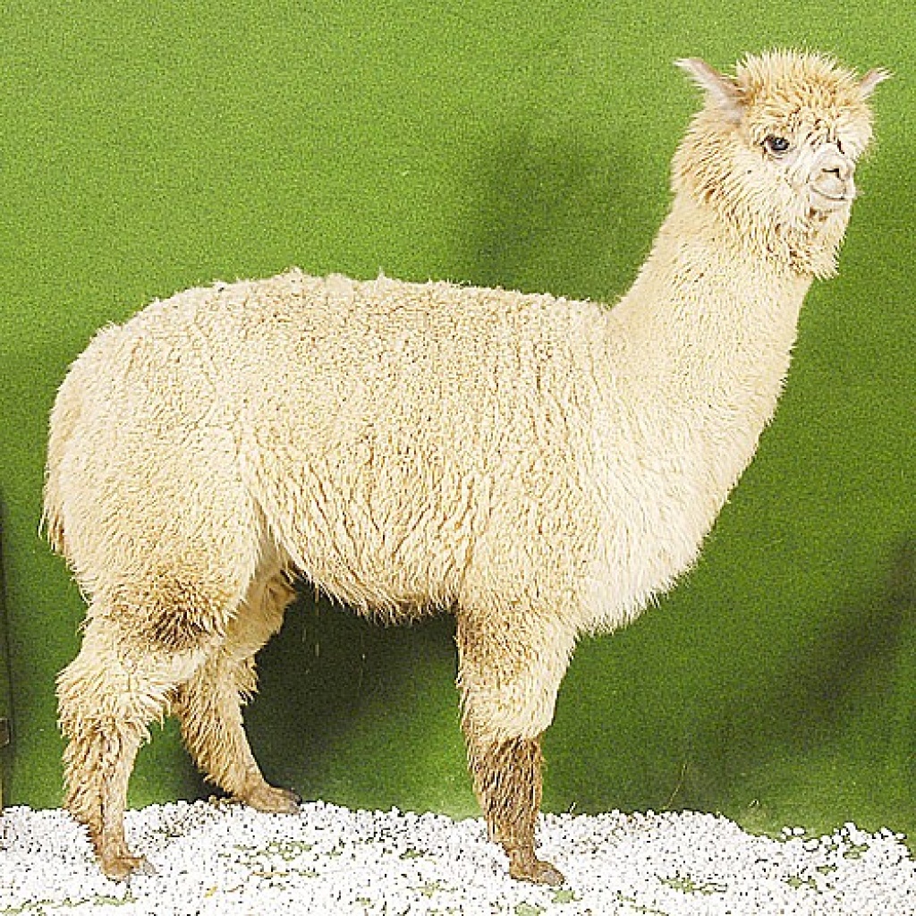 Alpakas vom Topzüchter - Huacayas und Suris - Nutztiere - waldstetten