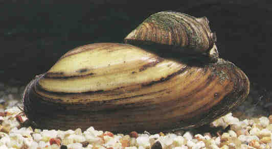 Teichmuscheln in verschiedenen Größen  // Fa.Fördefisch - Fische - Flensburg
