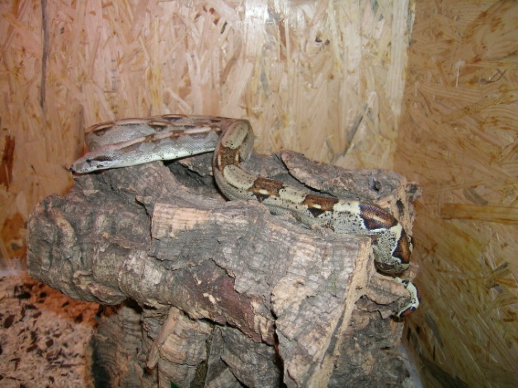 Boa Constrictor - Reptilien - Moers