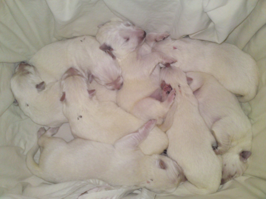 8 kleine Fellnasen suchen ein zu Hause - Hunde - Großräschen