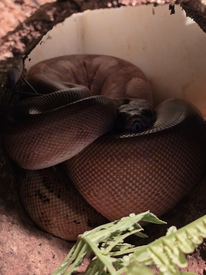 Wunderschöne Zwerg Boa ohne Terrarium - Reptilien - Hannover
