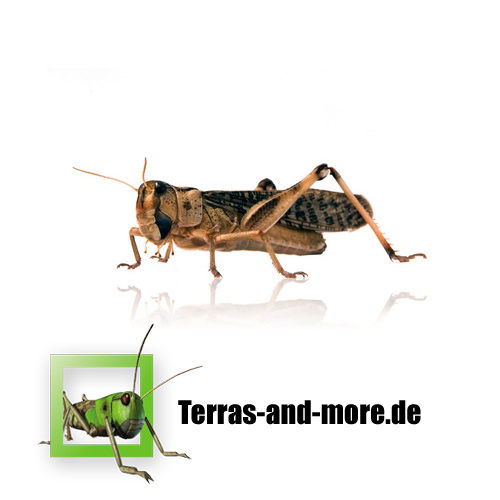 Futtertiere - Heuschrecken, Heimchen und Terraristikzubehör zu Top Preisen - Reptilien - Wachtendonk