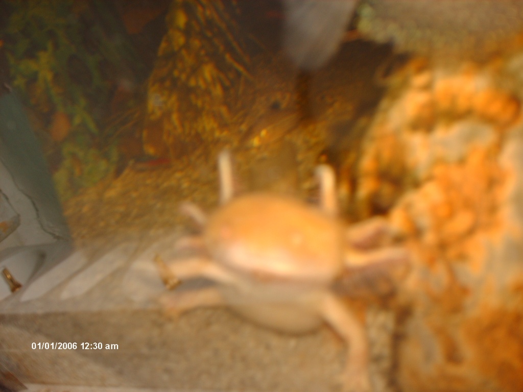 Axolotl zu verkaufen - Amphibien - Mölln