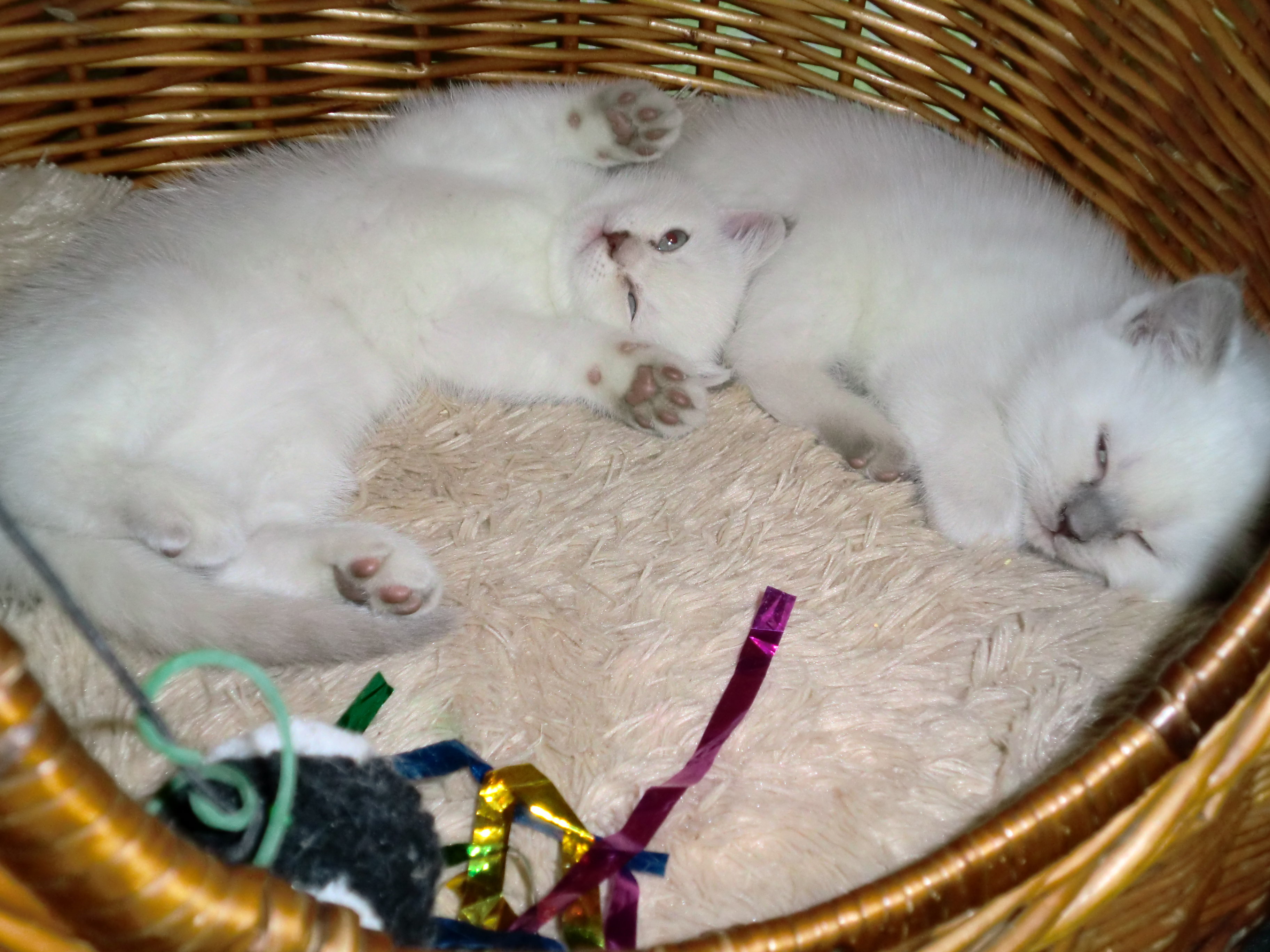 Süße BKH-Kätzchen - Katzen - Leingarten