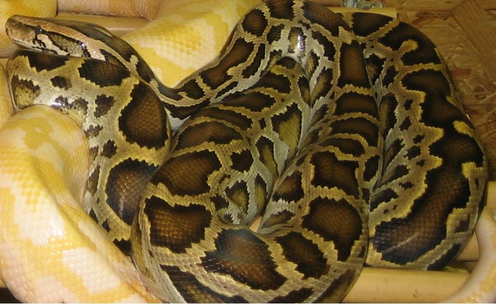 Tigerpython - Reptilien - Essen