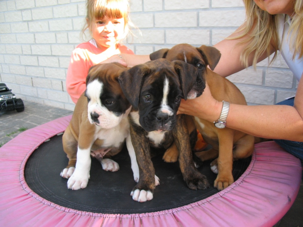 Boxerwelpen - Hunde - Schneverdingen