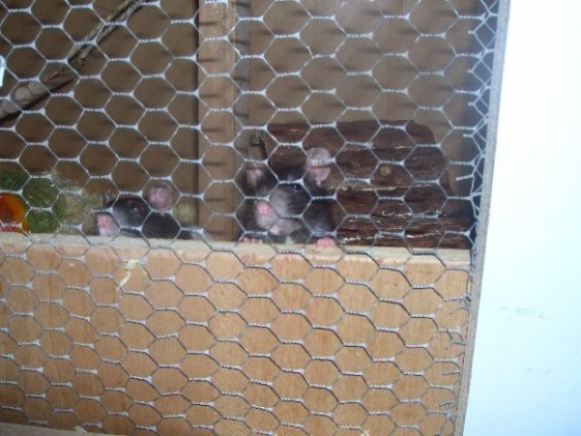 2 Rattenmädels abzugeben  - Ratten - Lichtenau 