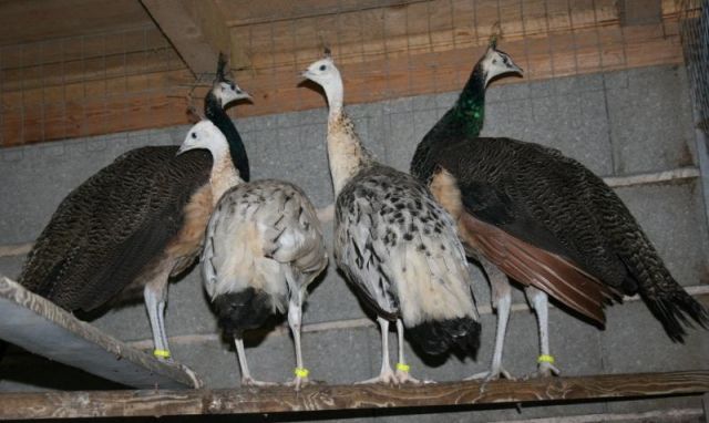 Pfauenpaar - Sonstige Nutztiere - Münchberg