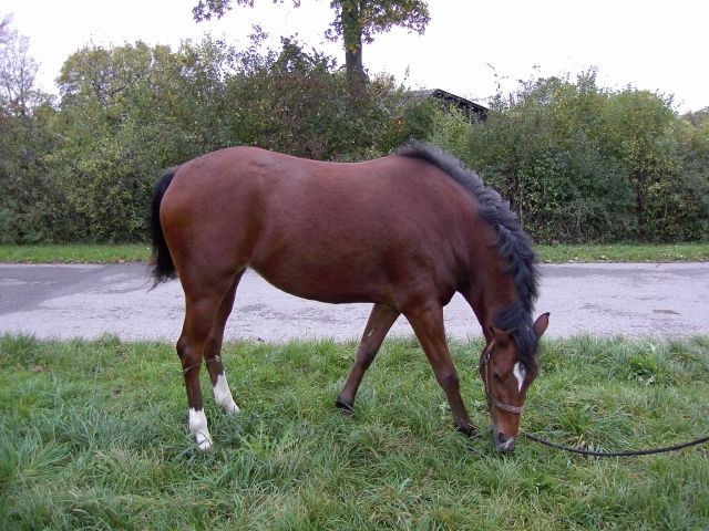 Biete Reitbeteiligung - Reitbeteiligung - Stuttgart