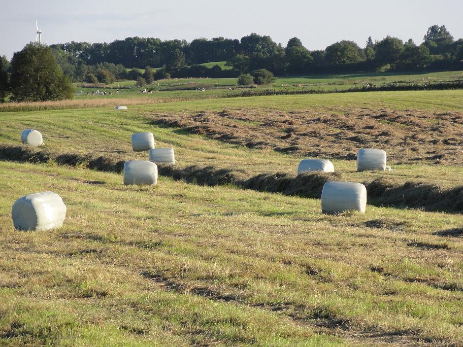 Minirundballen - Pferde - Kiel