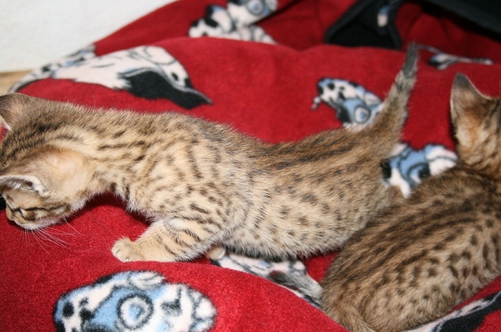 Wildes Wohnzimmer / Bengalen - Katzen - Dietmannsried