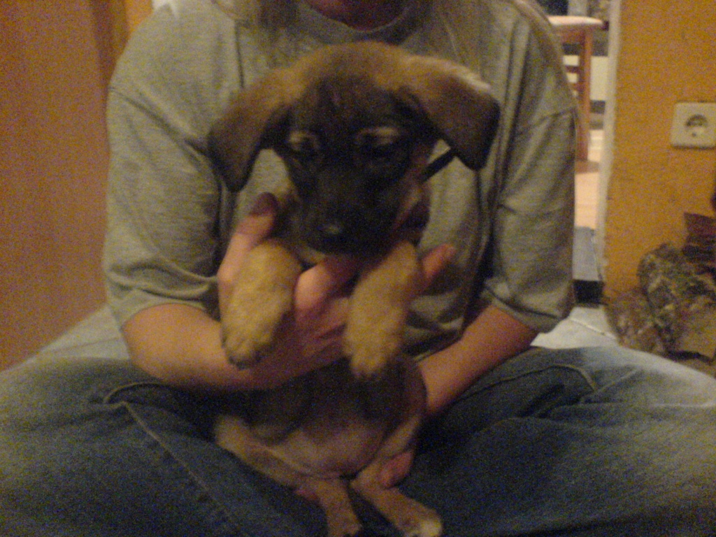 3 Mischlingsmädchen suchen ein Heim - Hunde - Hohengöhren