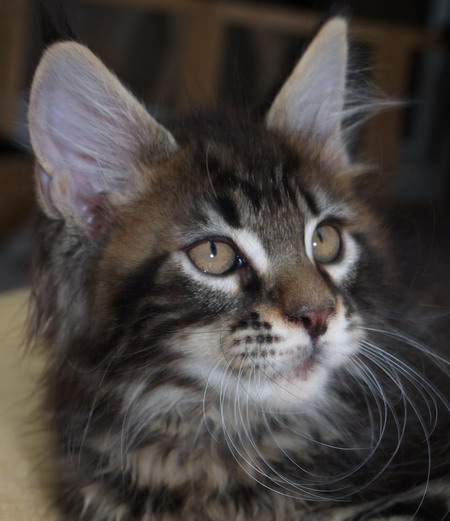 Maine Coon Kitten mit Stammbaum abzugeben - Katzen - Deinste