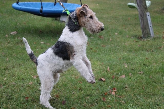 Drahthaar Foxterrier Rüde 4 Monate - Hunde - Steyerberg